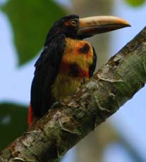 pale mandile san jorge ecolodge quito ecuador birding